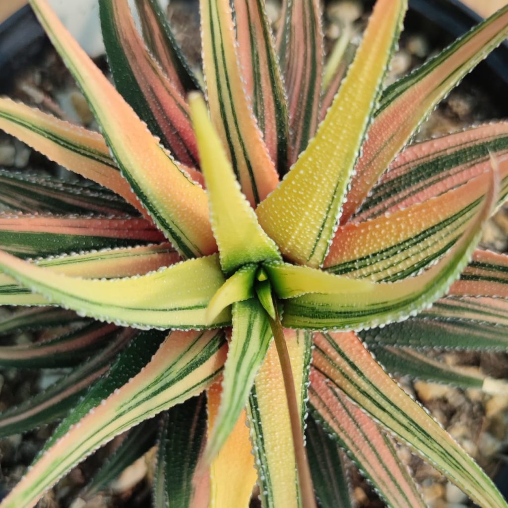 Haworthia Attenuata Variegata Succulentes Et Jolies Plantes