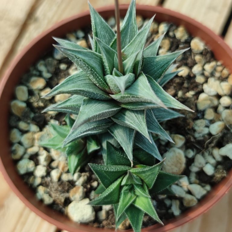 Haworthia Tortuosa Variegata Succulentes Et Jolies Plantes