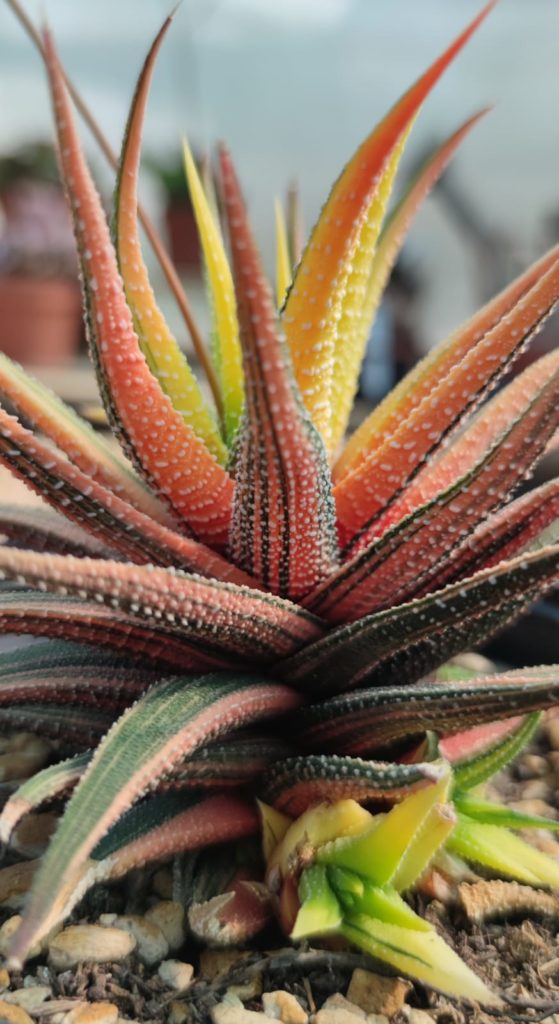 Haworthia Attenuata Variegata Succulentes Et Jolies Plantes