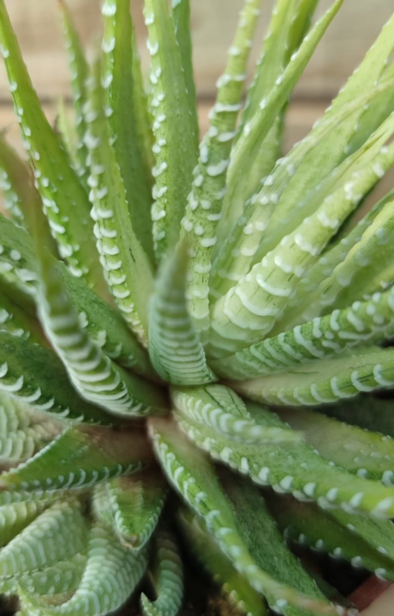 Haworthia Fasciata Variegata Succulentes Et Jolies Plantes