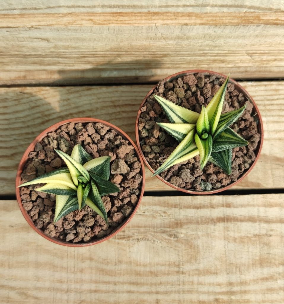 Haworthia Limifolia Cv Variegata Succulentes Et Jolies Plantes