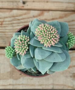 Crassula Morgan's Beauty