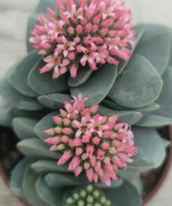 Crassula Morgan's Beauty