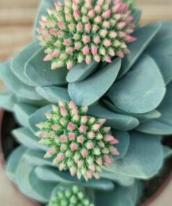 Crassula Morgan's Beauty