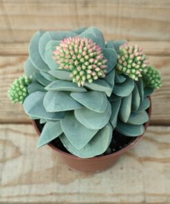 Crassula Morgan's Beauty