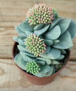 Crassula Morgan's Beauty