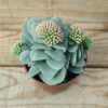 Crassula Morgan's Beauty