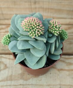 Crassula Morgan's Beauty