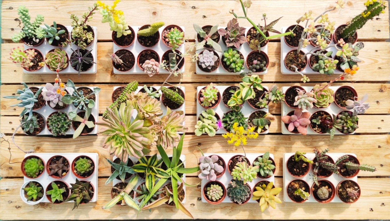 succulentes-banner-home