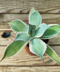 Agave potatorum bluewinds