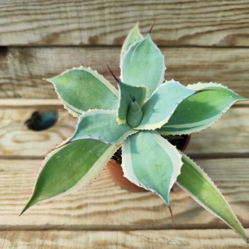 Agave potatorum bluewinds