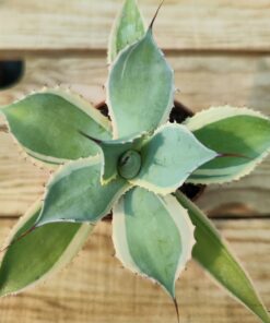 Agave potatorum bluewinds