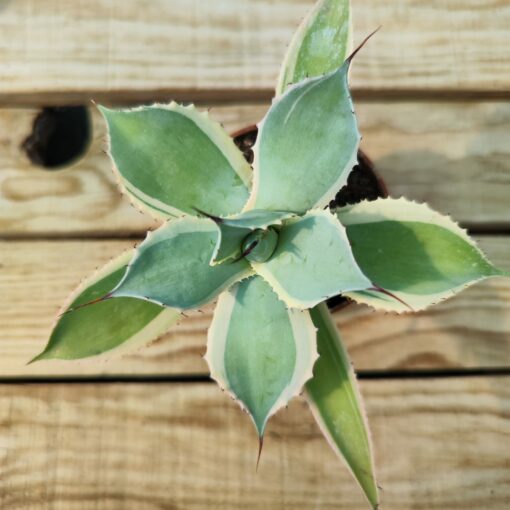 Agave potatorum bluewinds