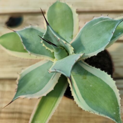 Agave potatorum bluewinds