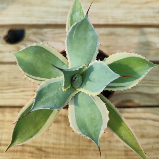 Agave potatorum bluewinds