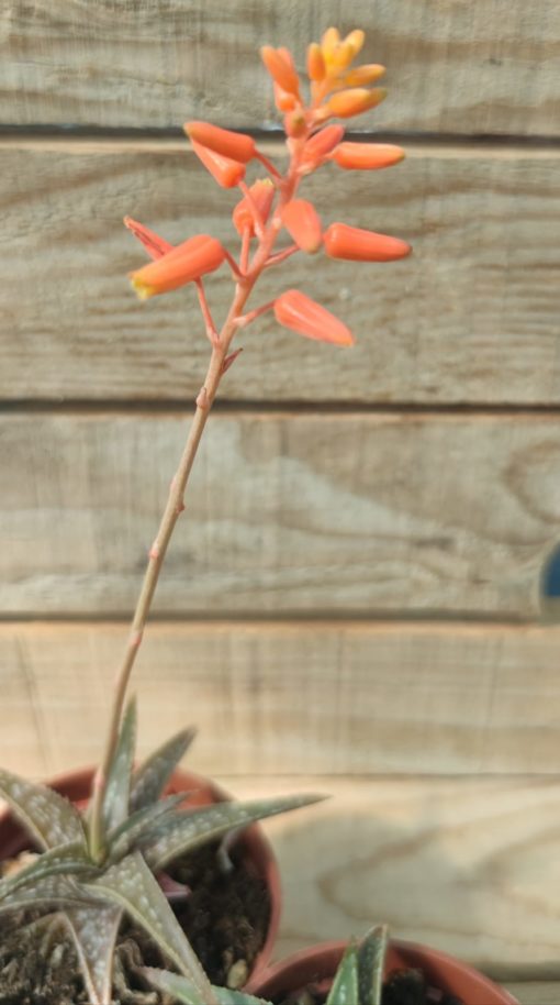 Aloe-Firebird