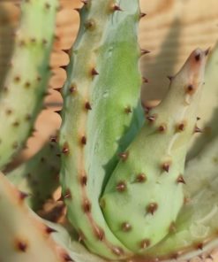 Aloe-Marlothii