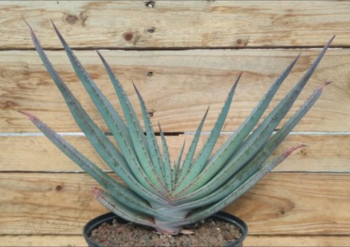 Aloe-suprafoliata