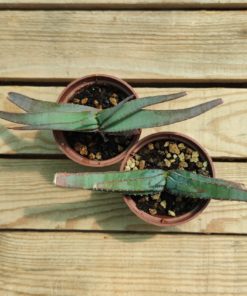 Aloe-suprafoliata