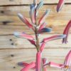 Aloe-variegata-splash