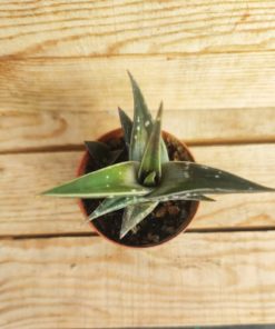 Aloe-variegata-splash