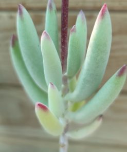 Cotyledon-orbiculata-rubra