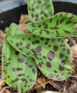 Drimiopsis-maculata