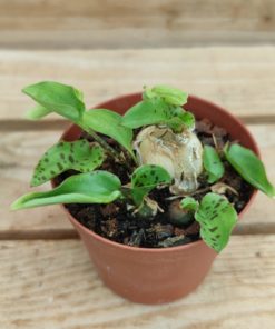Drimiopsis-maculata