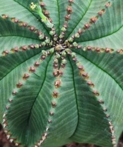 Euphorbia-Obesa