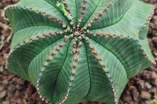 Euphorbia-Obesa