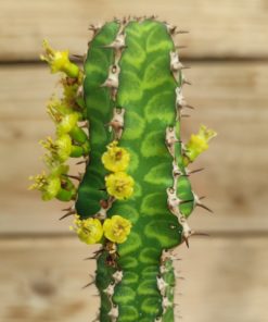 Euphorbia-Pseudocactus