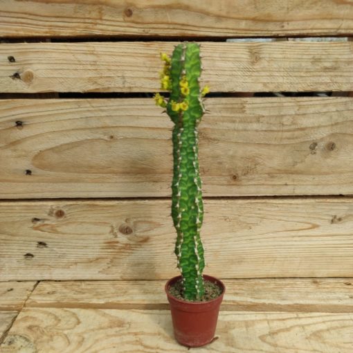 Euphorbia-Pseudocactus