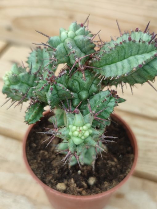 Euphorbia-horrida-f.-monstruosa