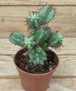 Euphorbia-horrida-f.-monstruosa