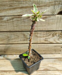 Euphorbia milii variegata