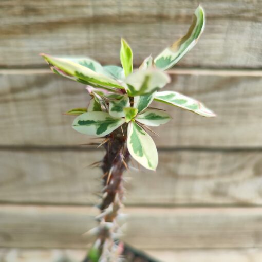 Euphorbia milii variegata