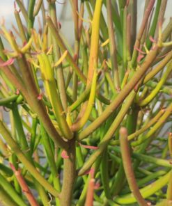 Euphorbia-tirucalli-Sticks-on-Fire