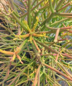 Euphorbia-tirucalli-Sticks-on-Fire