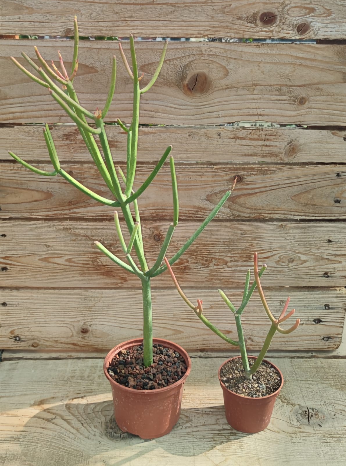 Euphorbia Tirucalli Sticks On Fire Succulentes Et Jolies Plantes