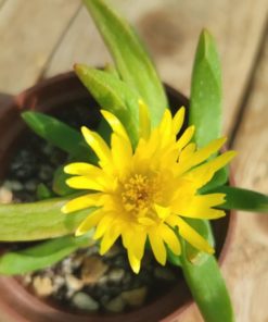 Glottyphyllum-longum