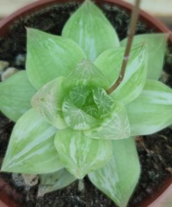 Hawortia-Cymbiformis-Planifilolia-variegata