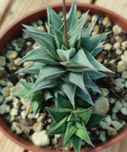 Hawortia-attenuata-variegata