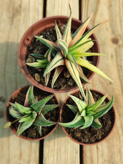Hawortia-attenuata-variegata