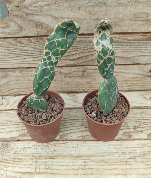 Opuntia zebrina reticulata