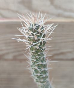 Tephrocactus-weberi