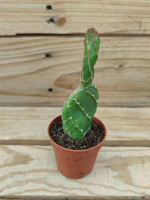 opuntia-zebrina-reticulata