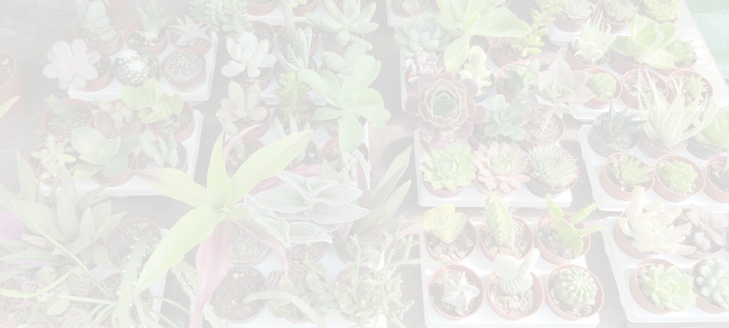 succulente-jolie-plante-idee-overlay