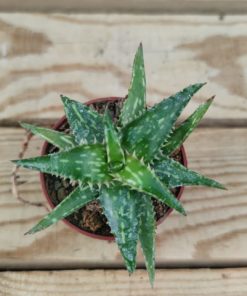 Aloe jacunda