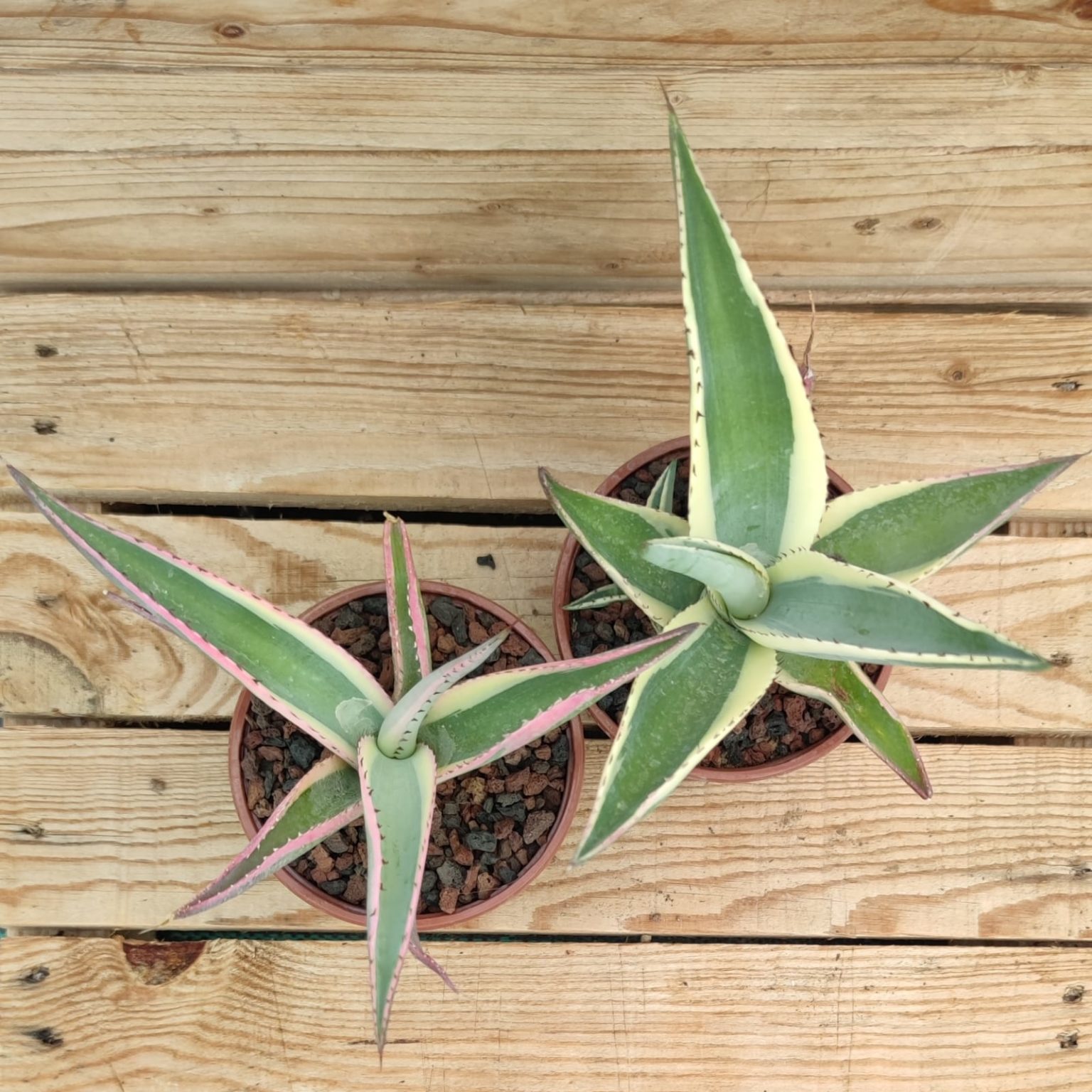 Agave guiengola crème brûlée | Succulentes et Jolies Plantes