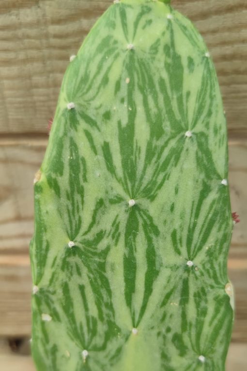 opuntia-cochenillifera-variegata